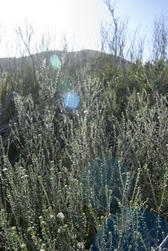 Vegetation and grey-green herbage in a sunny meadow with natural lens sun flare