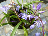 a large bowl of bluebells with drops of rain