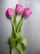 three tulips laid out on a silver background with pink flowers