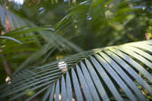 a backdrop of delicate palm fronds with dappled sunlight