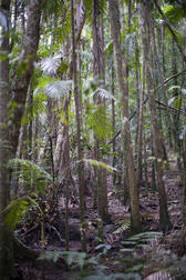 trees and ferns in a rainforest grove