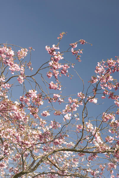 Delicate pink spring cherry blossom against a blue sky, symbolic of the changing seasons