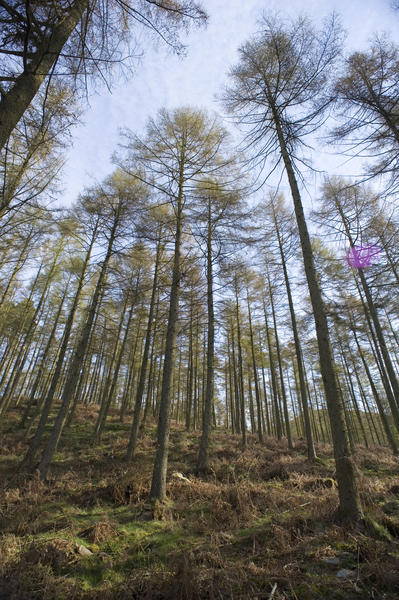 Tall evergreen coniferous trees in an open woodland setting under a clear sunny blue sky