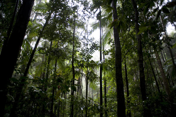dark shady interior of a misty rainforest full of trees