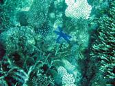 various types of corals and a blue coloured starfish