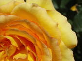 close up on a yellow rose flower head