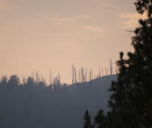 a line of dead trees in silhouette on top of a hill