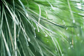 Water droplets suspended on the tips of long curving blades of green grass following a rain shower