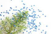 Christmas background of scattered blue stars around a fresh green fir branch on white , overhead view