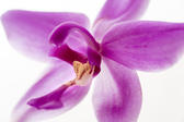 macro image of a pink orchid flower on white background