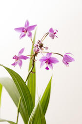 flowering orchid plant on a plain white background with pink blooms