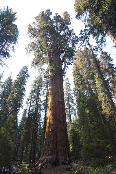 a giant redwood tree