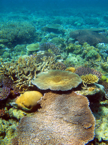 colourful corals-2691 | Stockarch Free Stock Photo Archive