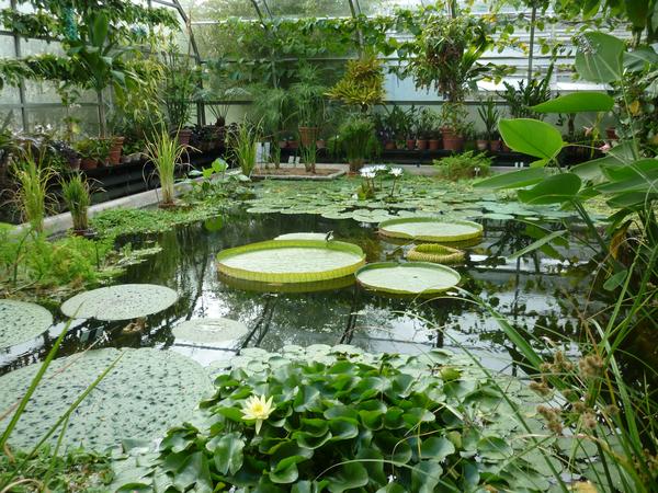 a large tropical plant house with pond and giant lilys