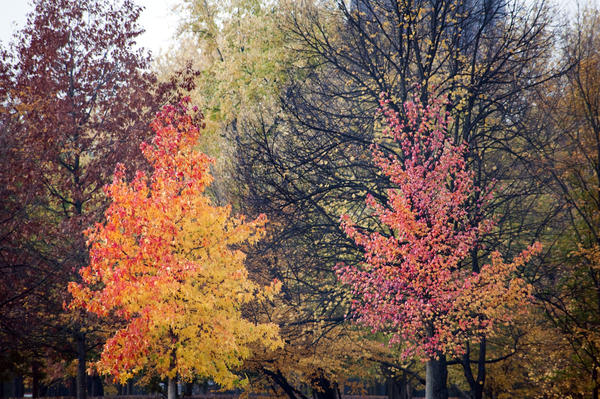 Beautiful autumnal woodland background with two young trees bedecked in vivid orange, red and yellow leaves in the foreground