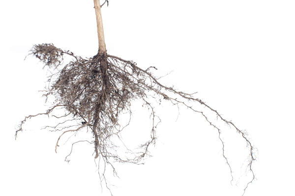 Plant root system of an uprooted plant cleaned of soil to show the structure isolated on a white background