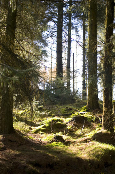 Sunny woodland glade or clearing between tall evergreen trees in a forestry plantation