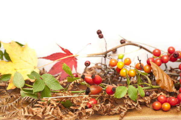 Autumn or fall background with colorful yellow and red berries and leaves on a wooden table over white with copyspace