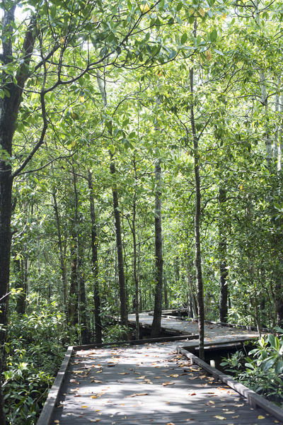 leading the way: a boardwalk through a mangrove forest