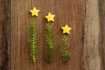Modern minimalist Christmas tree trio with sprigs of green pine topped with a yellow star arranged in a descending height row on rustic wood with copyspace