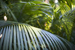 dappled sunlight falling onto palm fronds in a rainforest