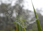 a small spider on a web covered in drops of dew