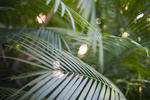 soft focus background of palm fronds in a tropical forest