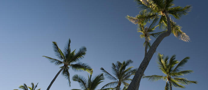 a grove of tall palm trees, Honolulu, Hawaii